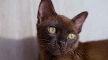 Burmalı kedi yavrusunun güzel ağızlığı. Güzel bir evcil hayvan portresi. Büyük gözleri olan sevimli kısa boylu kahverengi kedi yavrusu. Yakın plan..