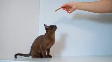 Evde çok güzel bir kedi yavrusu var. Zeki Burma kedisi iki patisinin üzerinde durur ve bir kadının elinden lezzetli bir sopa yakalamaya çalışır..