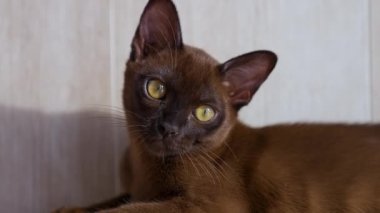 Sevimli kedi portresi. Büyük gözlü güzel burma kedisi. Rahat soylu kedi yavrusu evde yatıyor. Evcil hayvan. Yakın plan..