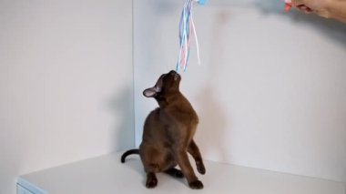 Evdeki sevimli hayvan. Safkan kedi yavrusu renkli kurdelelerle oynuyor. İnanılmaz kahverengi burma kedisi evde oynuyor..