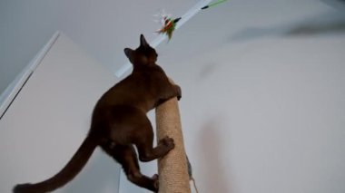 Akıllı evcil kedi. Bir oyuncağı yakalamak için evcil hayvan içeri tırmanıyor. Kahverengi safkan kedi yavrusu evde. Sevimli Burma kedisi.