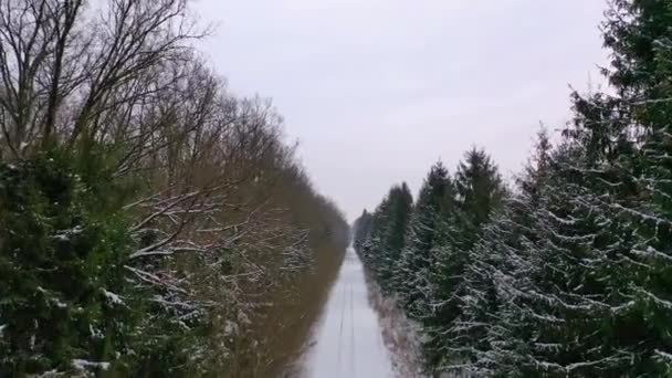森林中的冬季道路 无人机在天空的雪路上飞舞 冬季风景 在美丽的风景中打鼓 — 图库视频影像