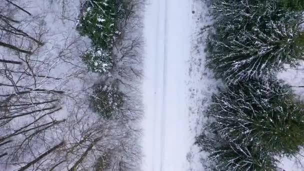 Snowy Road Woodland Amazing View Way Winter Forest Snowy Weather — Stock Video