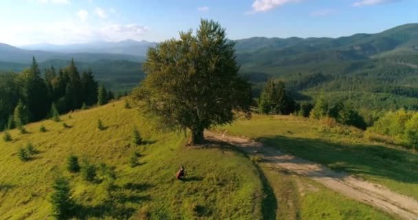 チェロを演奏する緑の木の近くのミュージシャン 山岳地帯の素晴らしい自然の背景 丘の上に楽器を置いたプロのセリスト トップビュー — ストック動画