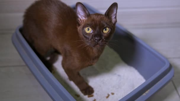 缅甸猫在它的盆地 有一双大眼睛的棕色小猫带着白沙离开了浴池 有趣的家养宠物 — 图库视频影像