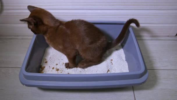 모래와 목욕에 고양이 집에서 페디그리 고양이 화장실에 분지에 사이드 — 비디오