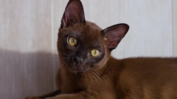 Portrét Rozkošné Kočky Krásná Barmská Kočička Velkýma Očima Uvolněné Koťátko — Stock video