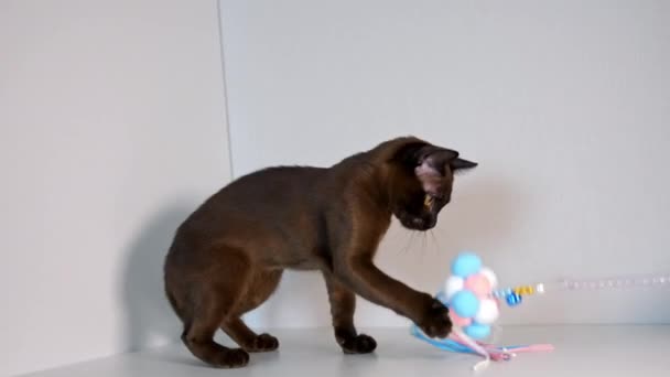 おもちゃが付いている純粋なブレッドの茶色の猫 自宅で明るいおもちゃで遊ぶチャーミングな鳥の猫 室内健康な若い血統猫 — ストック動画