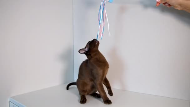 Schattig Huisdier Binnen Purebred Kitten Spelen Met Kleurrijke Linten Geweldige — Stockvideo