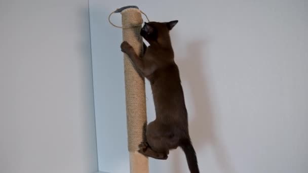 Pedigree Cat Climbing Indoors Burmese Cat Playing Rope Adorable Purebred — Stock Video