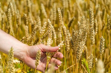 Mistik bir birey altın bir alanda duruyor, canlı bir bitkiyi beşiyor, insanlarla doğa arasındaki simbiyotik ilişkiyi destekliyor..