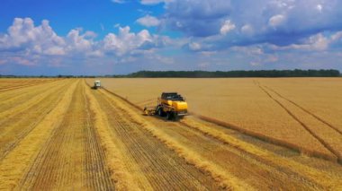 Altın tarlada tarım makineleri. Günümüz hasatçıları, parlak yaz günlerinde olgunlaşmış mahsulleri topluyor. Çiftlik arazilerinde mevsimlik işler.