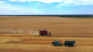 Mevsimlik işlerde tarım makineleri. Kırmızı hasatçıları yaz aylarında tarlada yetişmiş mahsulleri topluyor. Traktörü tarlada hareket eden tahıllarla dolu..