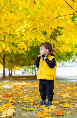Sarı Ceketli Küçük Çocuk Yapraklarda Ayakta Duruyor. Sarı ceketli küçük bir çocuk düşen sonbahar yapraklarının arasında duruyor..