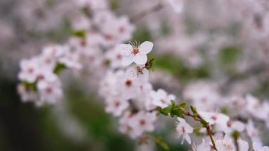 Çiçek açan kiraz dalı. Bulanık arka planda, çiçek ağacındaki beyaz çiçekler. Güzel bahar çiçekleri arka planı. Yakın plan..