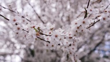 Güzel çiçek açan ağaç. Kiraz dalının beyaz çiçekleri bulanık beyaz arka planda rüzgarla savruluyor. İnanılmaz bahar ağacı..