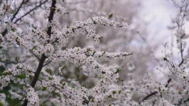 Güzel çiçek ağacı arka planı. Bahar günü kiraz ağacının dallarında açan beyaz çiçekler. Çiçek açan manzara.