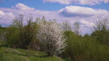 Gökyüzü arka planında güzel bir bahar doğası. Rüzgâr, çayırlarda dalları sallıyor. Yeşil çalıların ve ağaçların arasında beyaz çiçek ağacı.