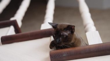 Merdivenlerdeki muhteşem Burmalı kedi yavrusu. Evde oynayan komik kahverengi kedi. Safkan bir kedinin başı oyuncak yakalamak için merdivenlerden dışarı bakar..