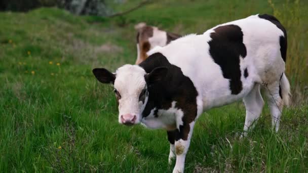 小牛犊在草地上吃草 白色和黑色的小母牛在牧场上吃着绿草 — 图库视频影像