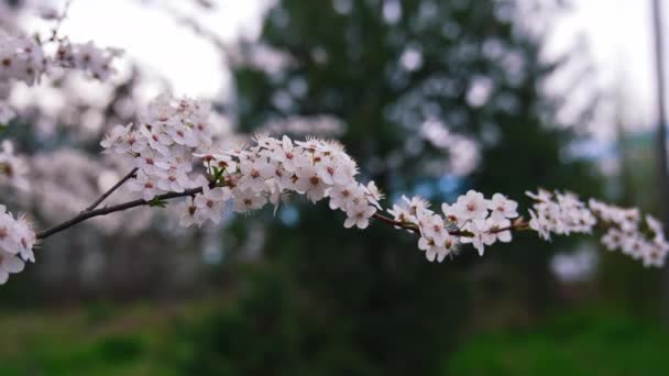 Lkbaharda Çiçekli Kiraz Dalı Kiraz Çiçekleri Olan Güzel Bir Ağaç — Stok video
