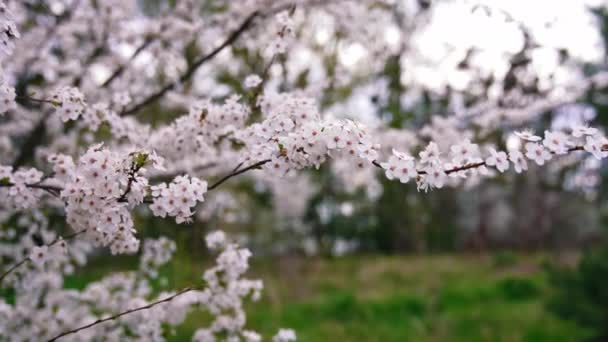Zweig Mit Blühenden Frühlingsblumen Schöner Blühender Kirschbaum Frühling Die Windschwingenden — Stockvideo