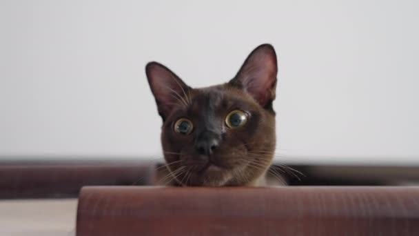 Fața Unei Pisici Destul Maro Acasă Animale Companie Casă Minunat — Videoclip de stoc