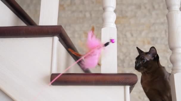 Merdivenlerdeki Komik Kedi Kahverengi Burma Kedisi Oyuncak Tüye Bakıyor Onu — Stok video
