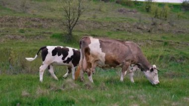 Sütlü inek ve çayır üzerinde buzağı. Vadide otlayan kahverengi inek. Otlaktaki evcil hayvanlar.