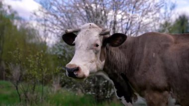Baharda dışarıda boynuzları olan süt ineği. Beyaz ve kahverengi inek doğa arka planında çayırda otluyor. Evcil hayvanlar konsepti.