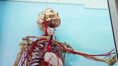 Tam boy insan iskeleti modeli. Mavi arkaplanda plastikten yapılmış dolaşım sistemine sahip iskelet düzeni.