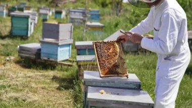 Apiarist arıları inceler. Beyaz koruyucu takım elbiseli ve şapkalı profesyonel arı yetiştiricisi arılarla çalışıyor. Apiculturist arılarla ilgilenir..