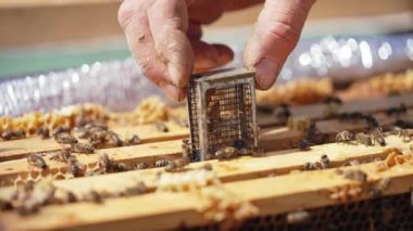 Arıcılık işlemi. Arıcı 'nın eli kovana içinde kraliçe arı olan küçük bir kutu koyuyor. Kovandaki çerçeveler üzerinde sürünen arılar. Yakın plan. Apiculture kavramı.