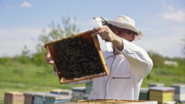 Apiarist güneşli günlerde arıları inceler. Beyaz takım elbiseli arı yetiştiricisi elinde bir çerçeveyle arı kovanına koyuyor. Apiculture kavramı.