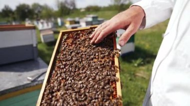 İnsan arılara çıplak elle dokunur. Arı yetiştiricisi bal peteğindeki arıları inceliyor. Bal çerçevesi arılarla dolu. Görüntü.