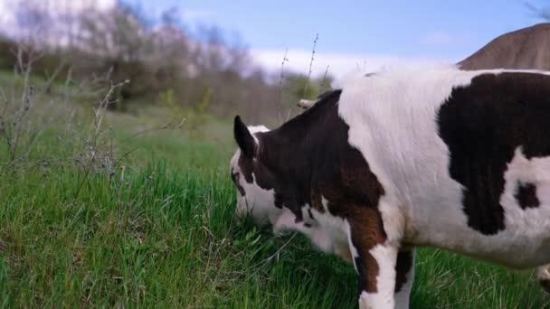小牛犊正在吃草 春天的一天 黑白母牛在牧场上吃草 大自然背景下的家畜 — 图库视频影像
