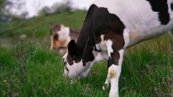 白牛和黑牛吃青草 小母牛在乡间的牧场上吃草 小牛在战场上 后续行动 — 图库视频影像