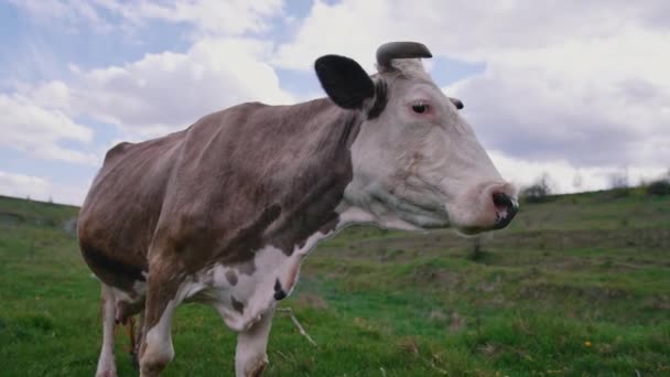 奶牛在田里美丽的角质奶牛看着相机 白色和棕色的奶牛站在天空的背景下 — 图库视频影像