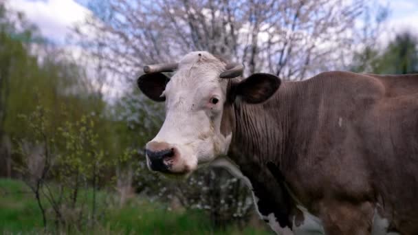 奶牛在户外长角 在大自然的背景下 白色和棕色的奶牛在草地上吃草 家畜概念 — 图库视频影像
