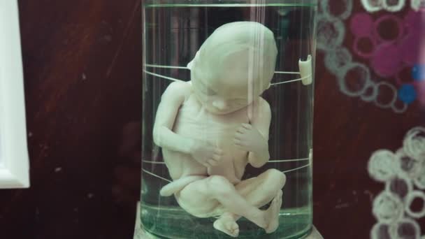 Манекен Младенца Тупое Тело Нерожденного Ребенка Маникин Тела Ребенка Капсуле — стоковое видео