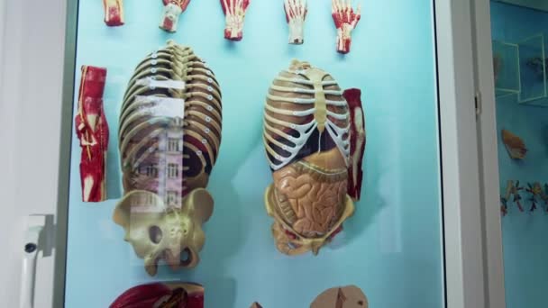 人造内脏器官模型 人体解剖模型的人的身体 医疗幻影 内部器官的假象 后续行动 — 图库视频影像