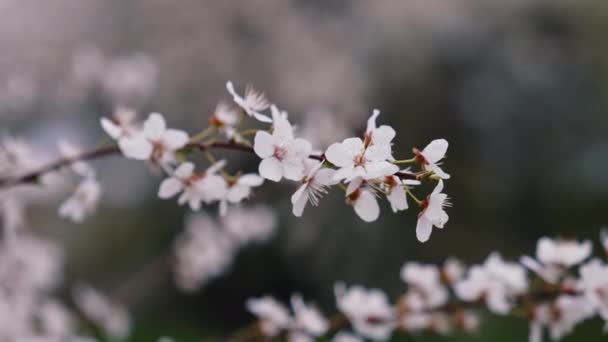Lkbaharda Çiçekli Kiraz Dalı Çiçekleri Olan Güzel Bir Japon Dalı — Stok video