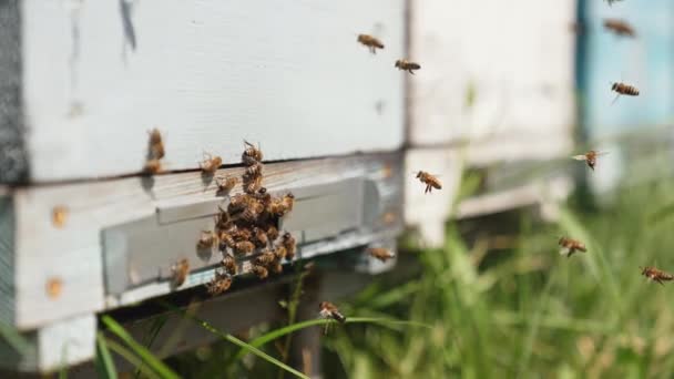 하이브 입구에서 벌들이 꽃가루와 벌집에 다닙니다 하이브로 날아가는 클로즈업 — 비디오