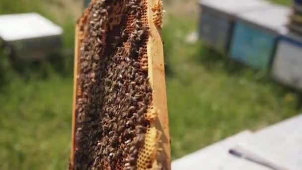 ミツバチと蜂蜜のフレーム 昆虫がクロールして働くハチミツのフレームを保持するアーティスト クローズアップ 養蜂コンセプト — ストック動画