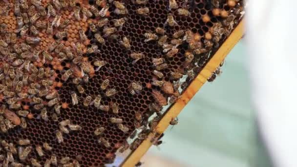 忙碌的蜜蜂爬在一个框架与蜂蜜 蜂窝里都是蜜蜂养蜂人在蜂房检查蜂窝 后续行动 — 图库视频影像