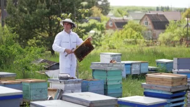 Male Beekeeper White Suit Hives Professional Apiculturist Working Bee Farm — Stock Video