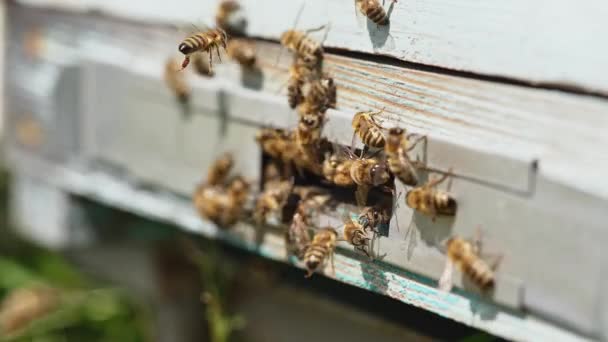 Ahşap Kovanın Girişinde Meşgul Arılar Var Bir Grup Arı Girişte — Stok video