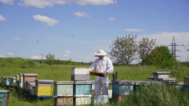 Απιάρι Καλοκαίρι Στο Γήπεδο Μελισσοκόμος Προστατευτική Στολή Που Εξετάζει Μέλισσες — Αρχείο Βίντεο