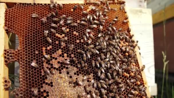 Arılar Bal Peteği Üzerinde Çalışıyor Bal Dolu Bir Çerçevede Emekleyen — Stok video