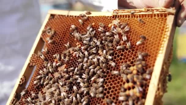 Κηρήθρα Και Πολλές Μέλισσες Ένα Πλαίσιο Στο Μελισσοκομείο Χέρι Του — Αρχείο Βίντεο